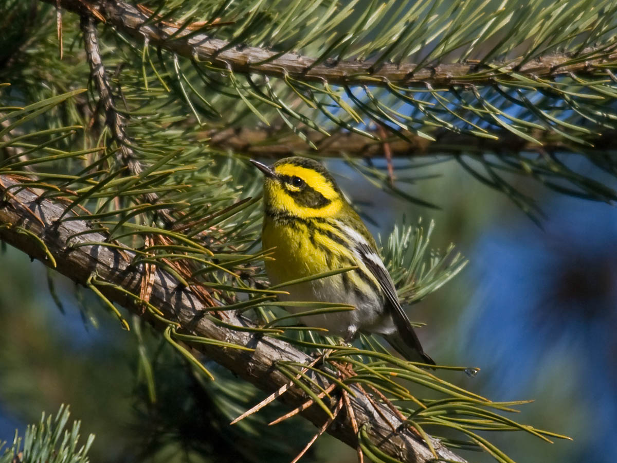 Townsends Warbler