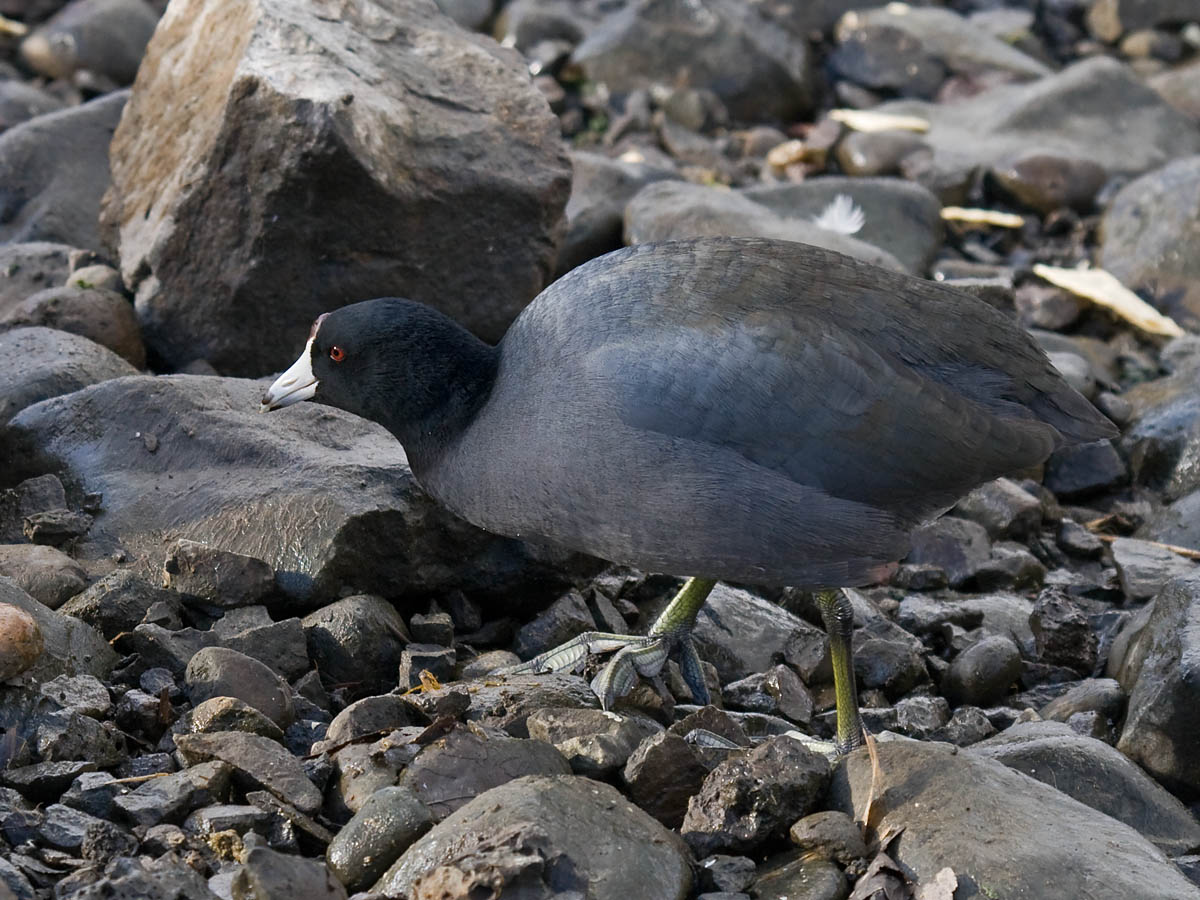 American Coot