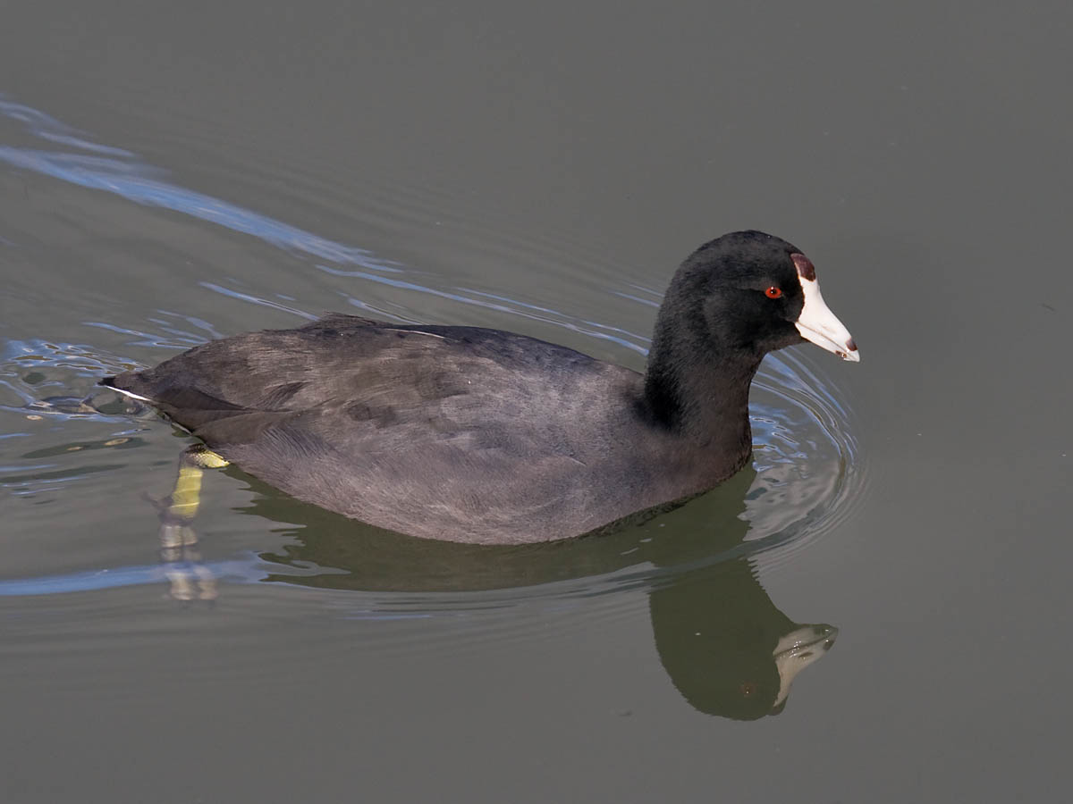 American Coot