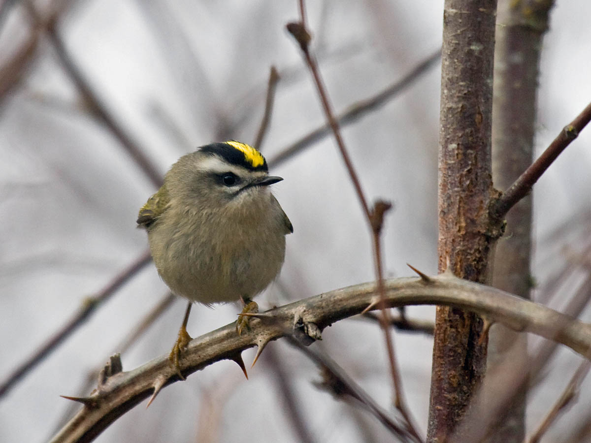 Golden-crowned Kinglet