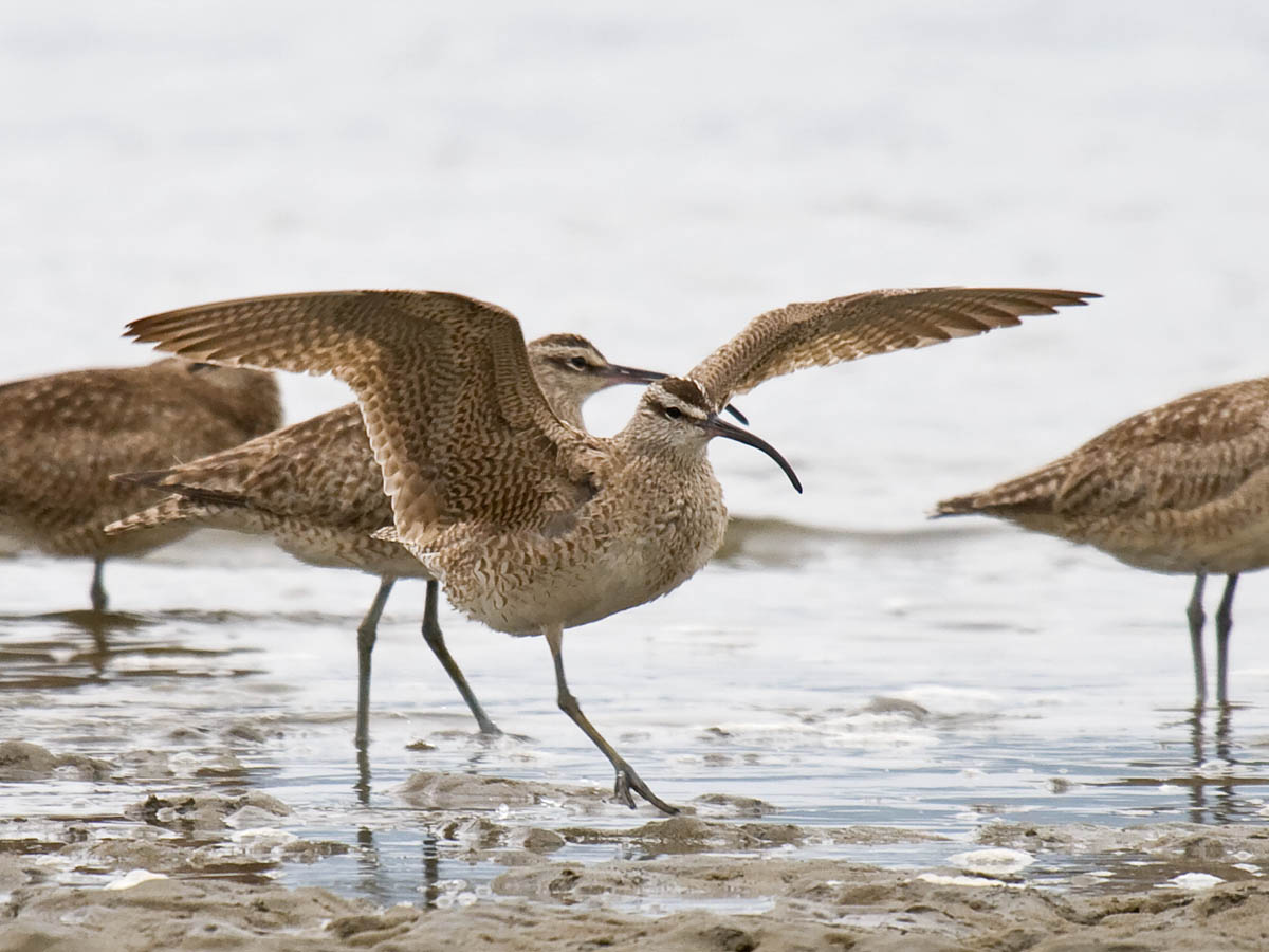 Whimbrel