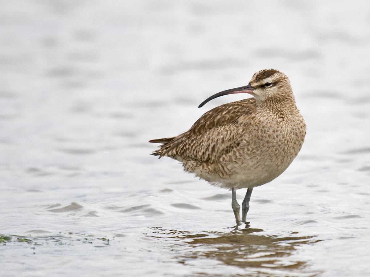 Whimbrel