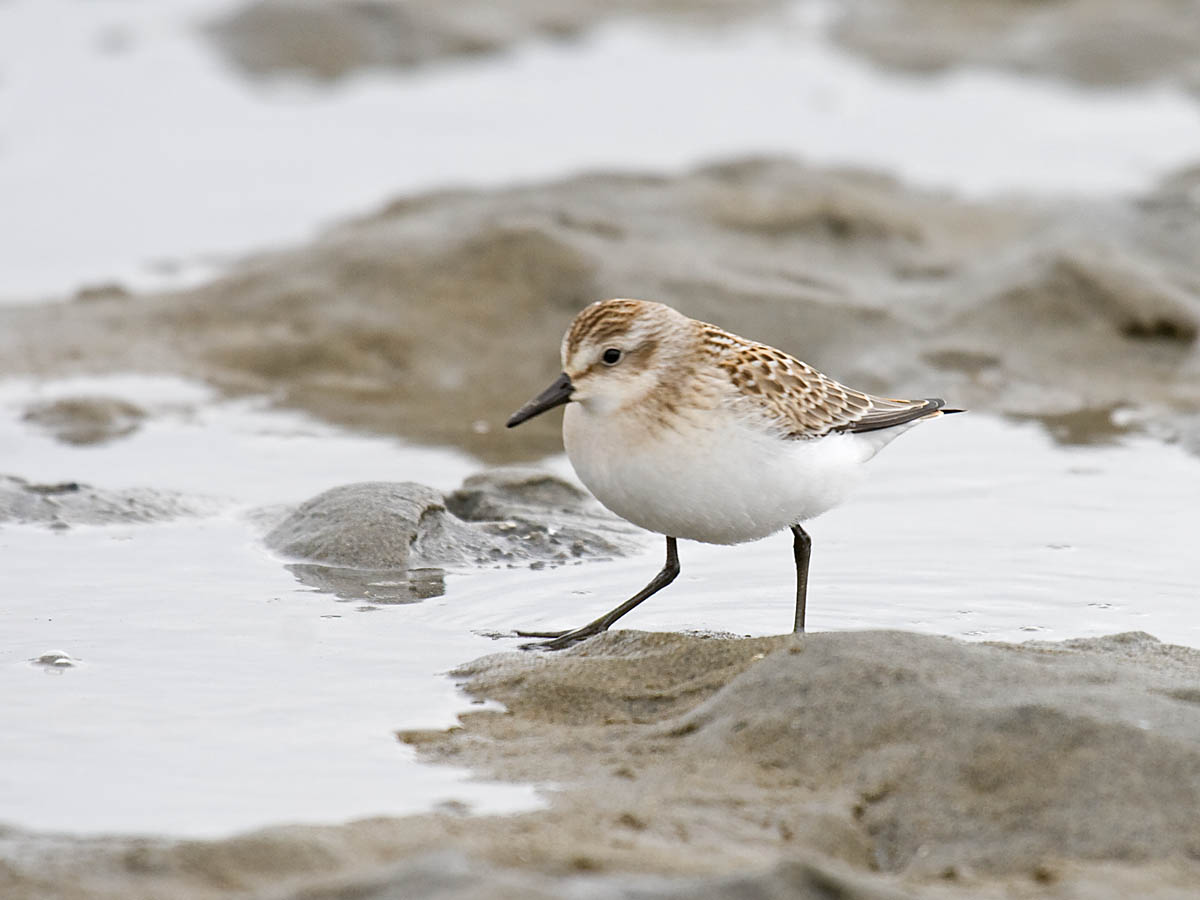 Semipalmated Sandpiper
