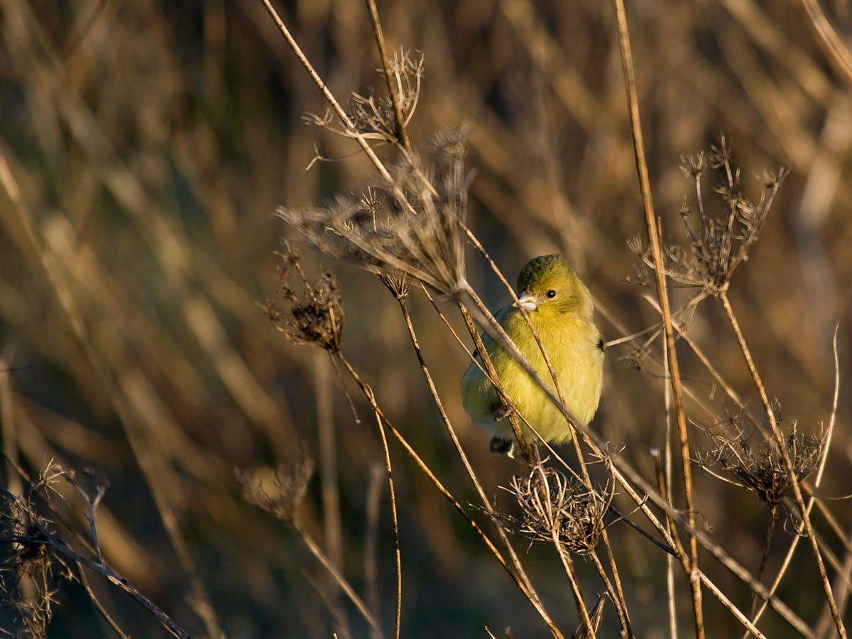 Lesser Goldfinch