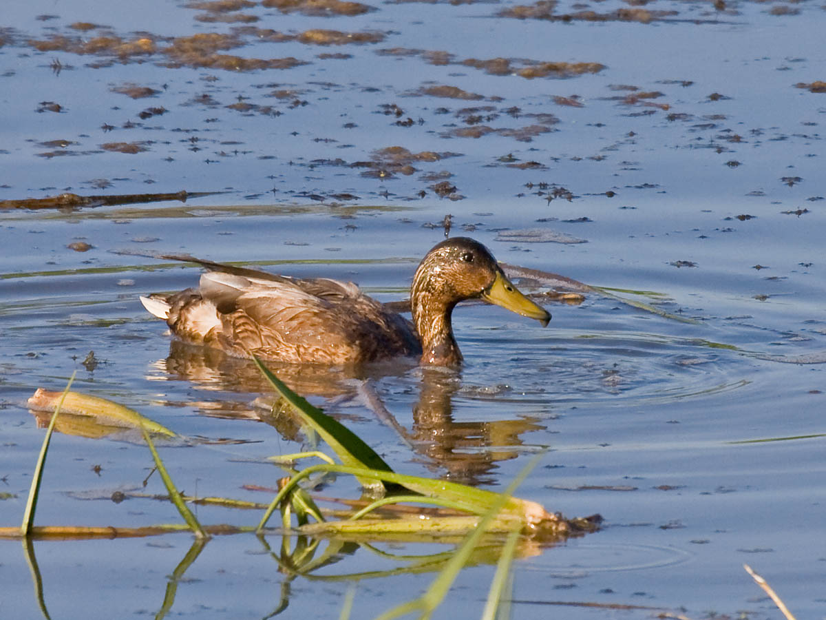 Mallard