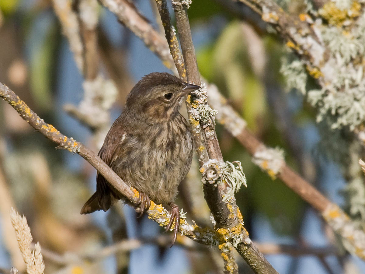 Song Sparrow