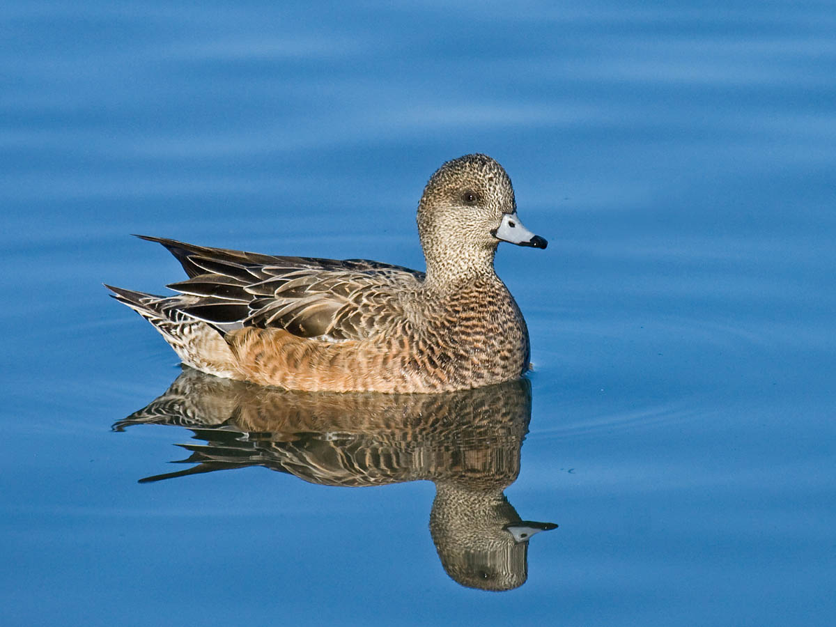 American Wigeon