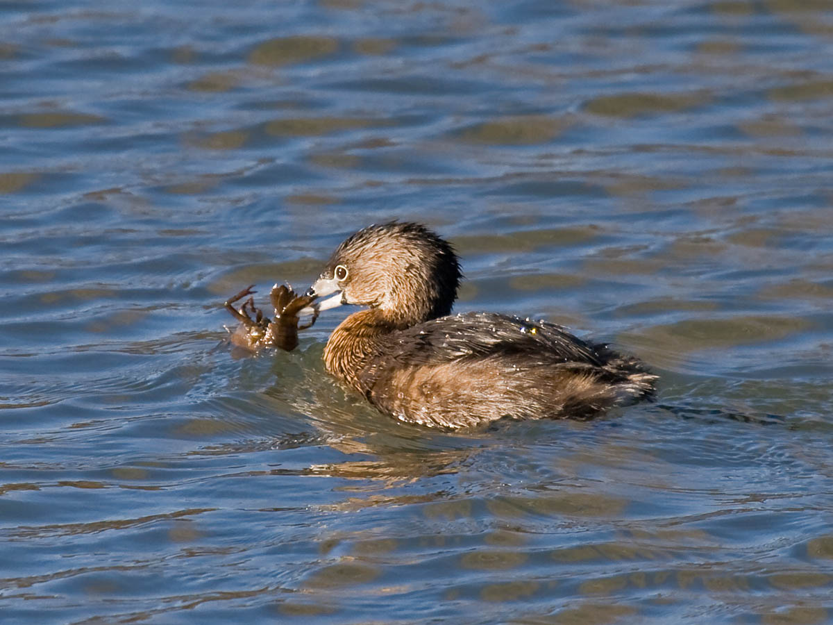 Pied-billed Grebe
