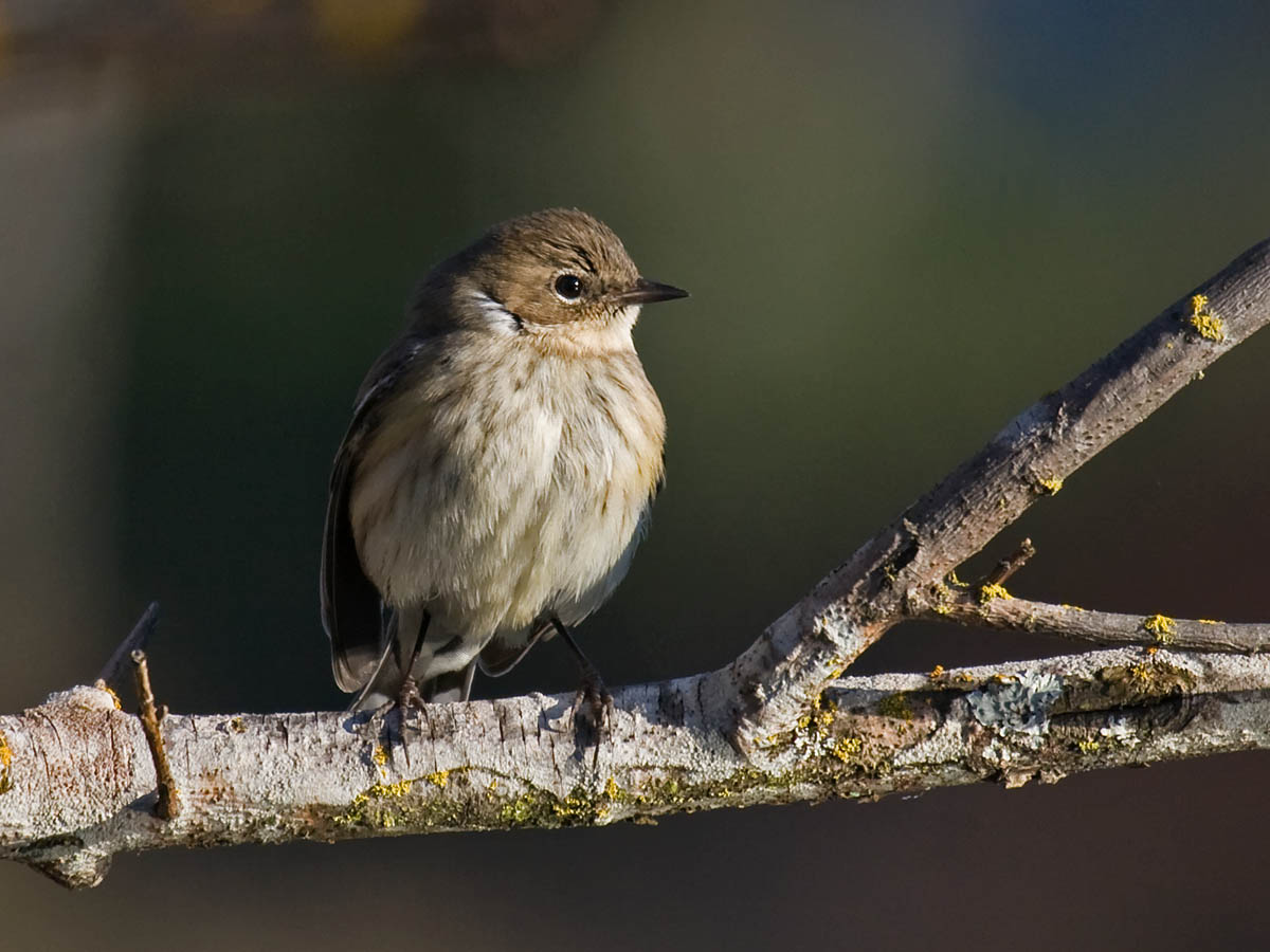 Yellow-rumped Warbler