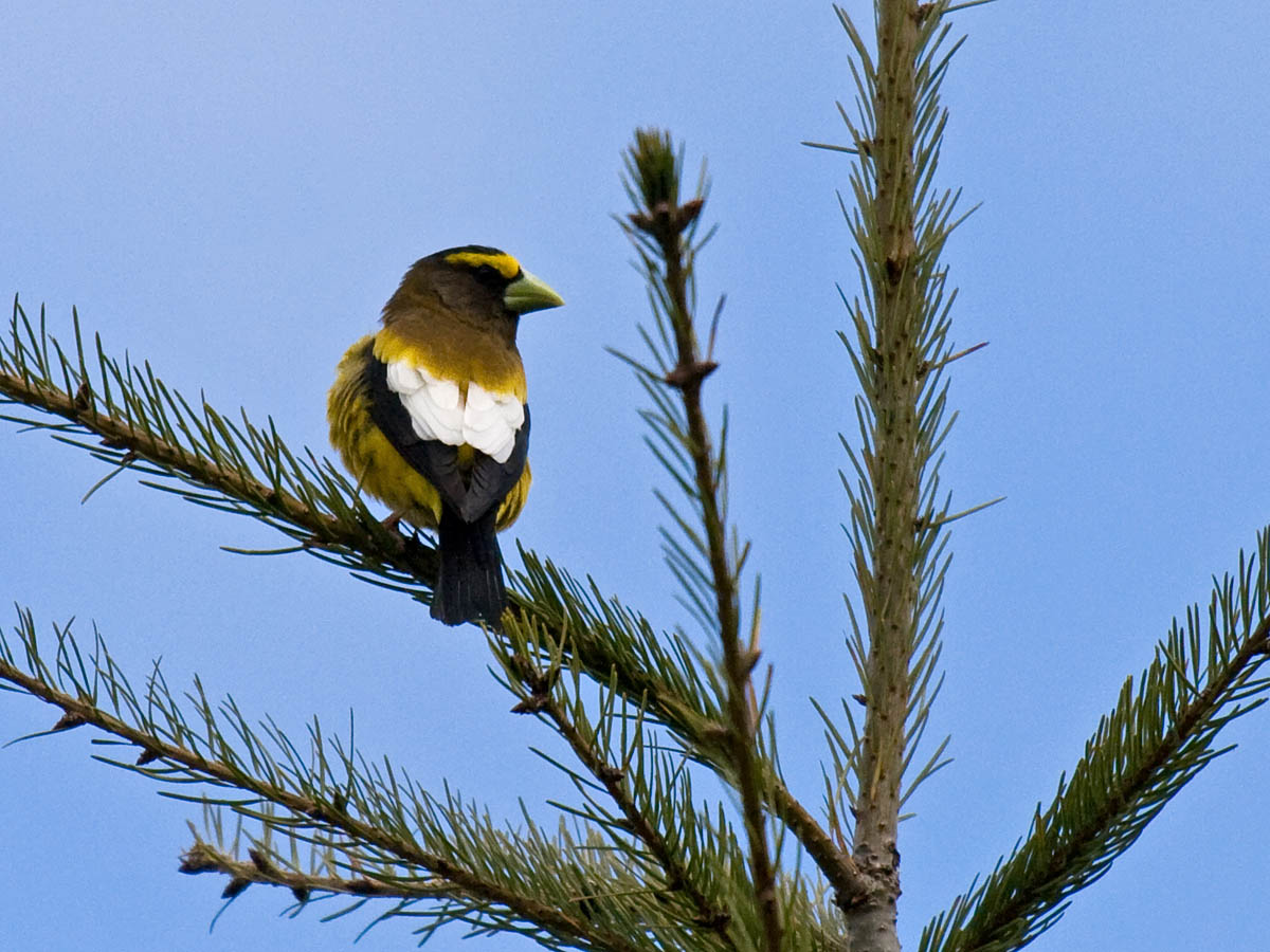 Evening Grosbeak
