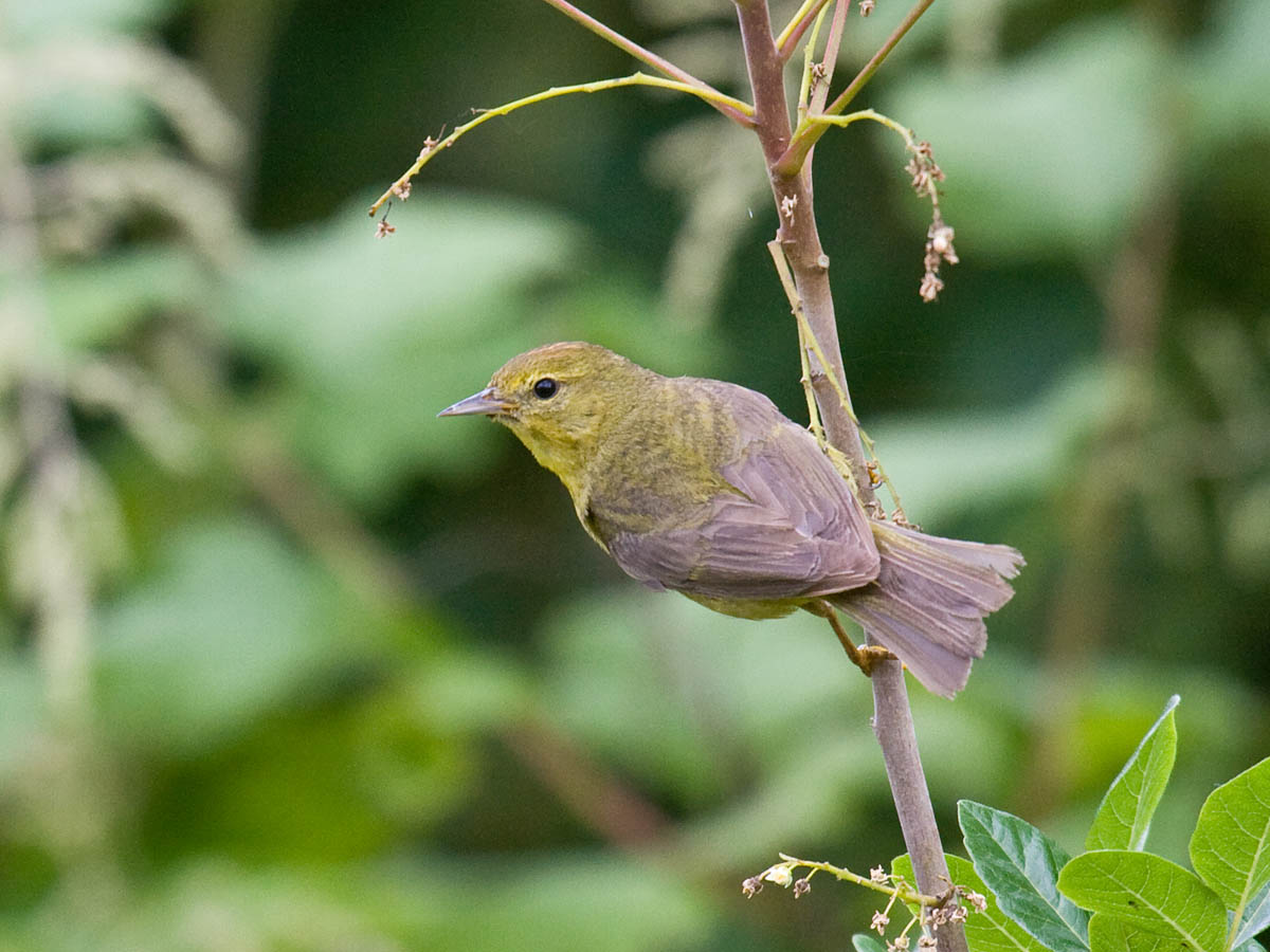 Orange-crowned Warbler