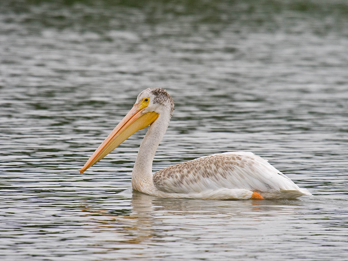 American White Pelican