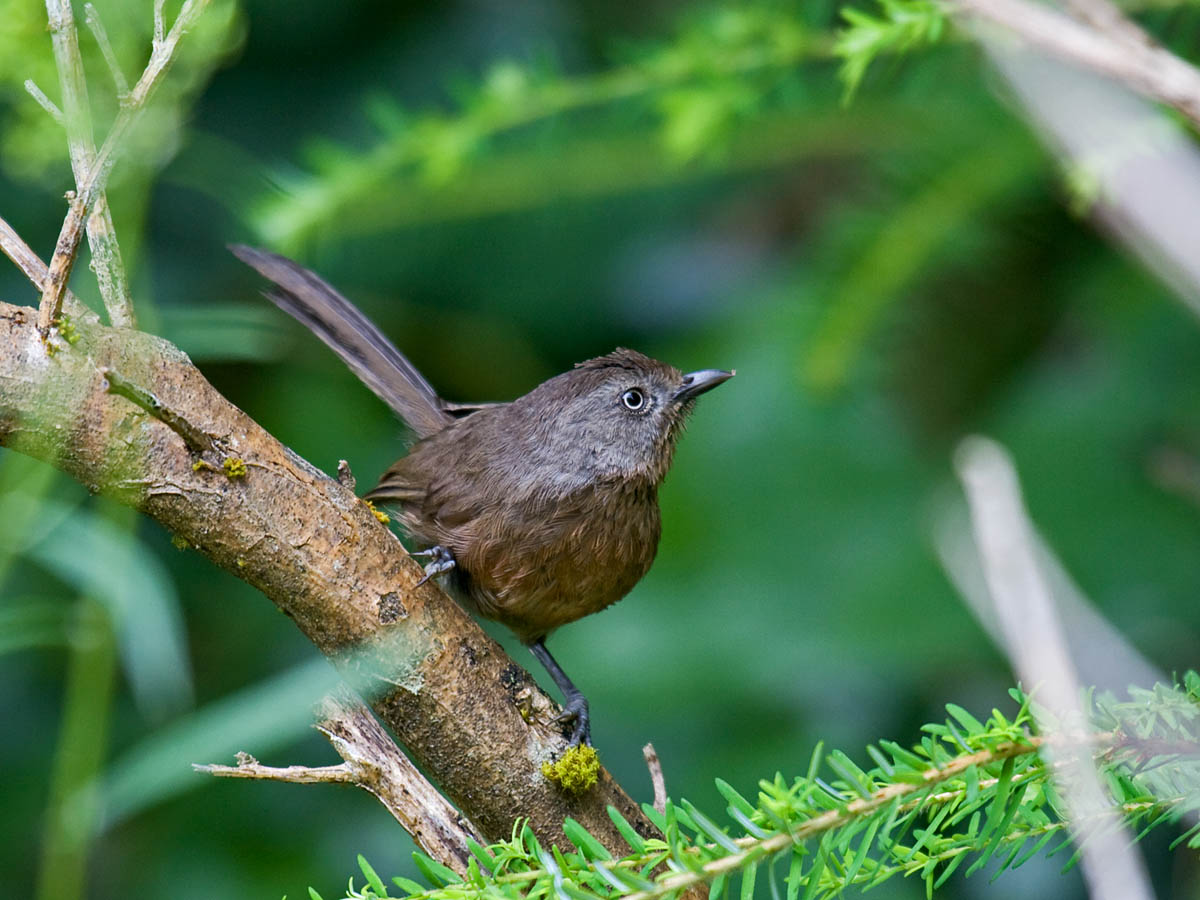 Wrentit