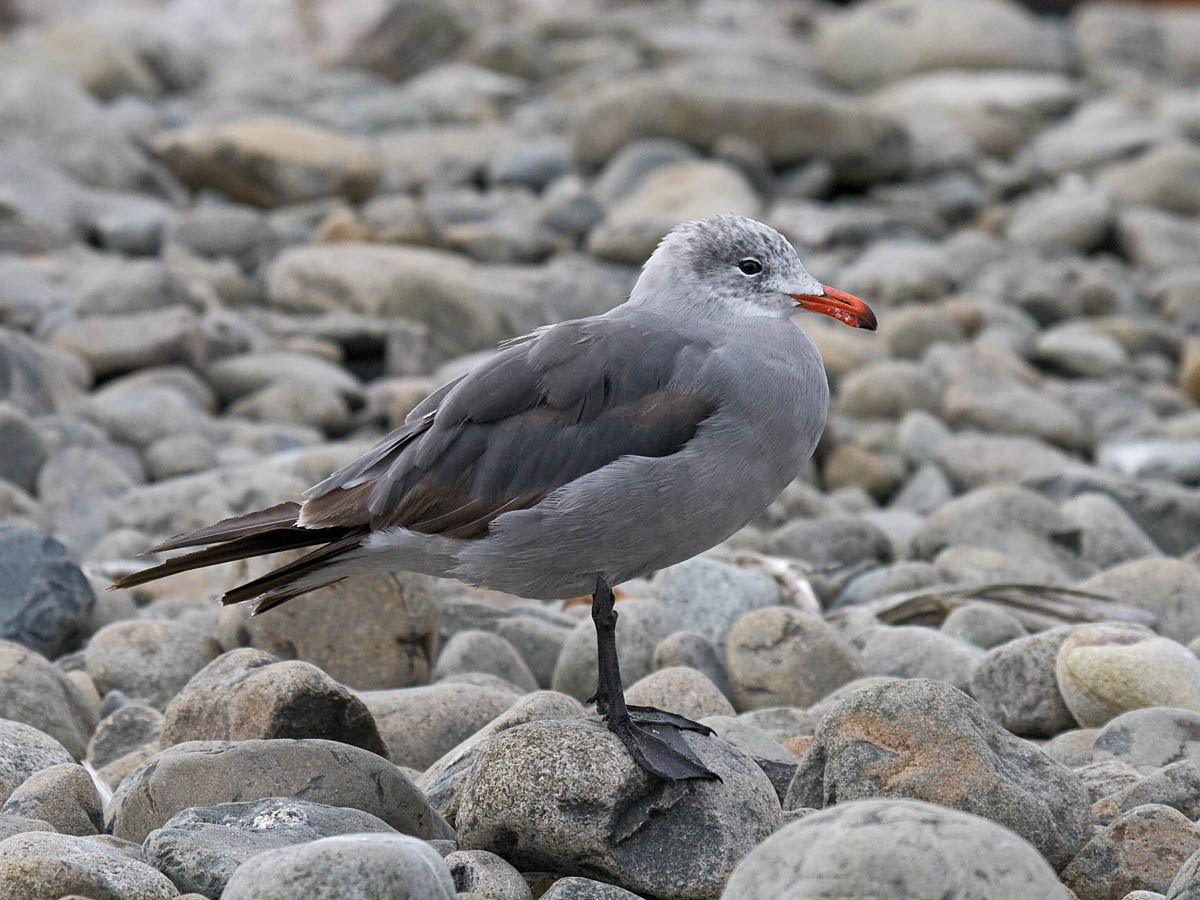 Heermanns Gull.jpg