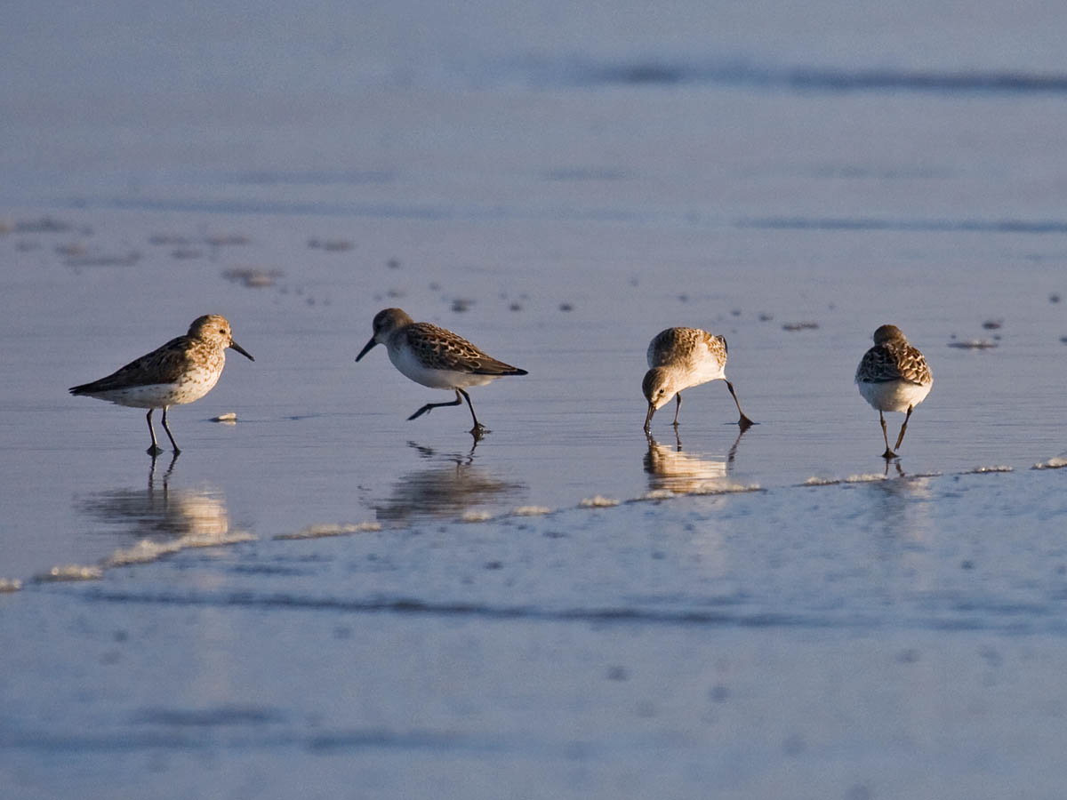 Western Sandpiper