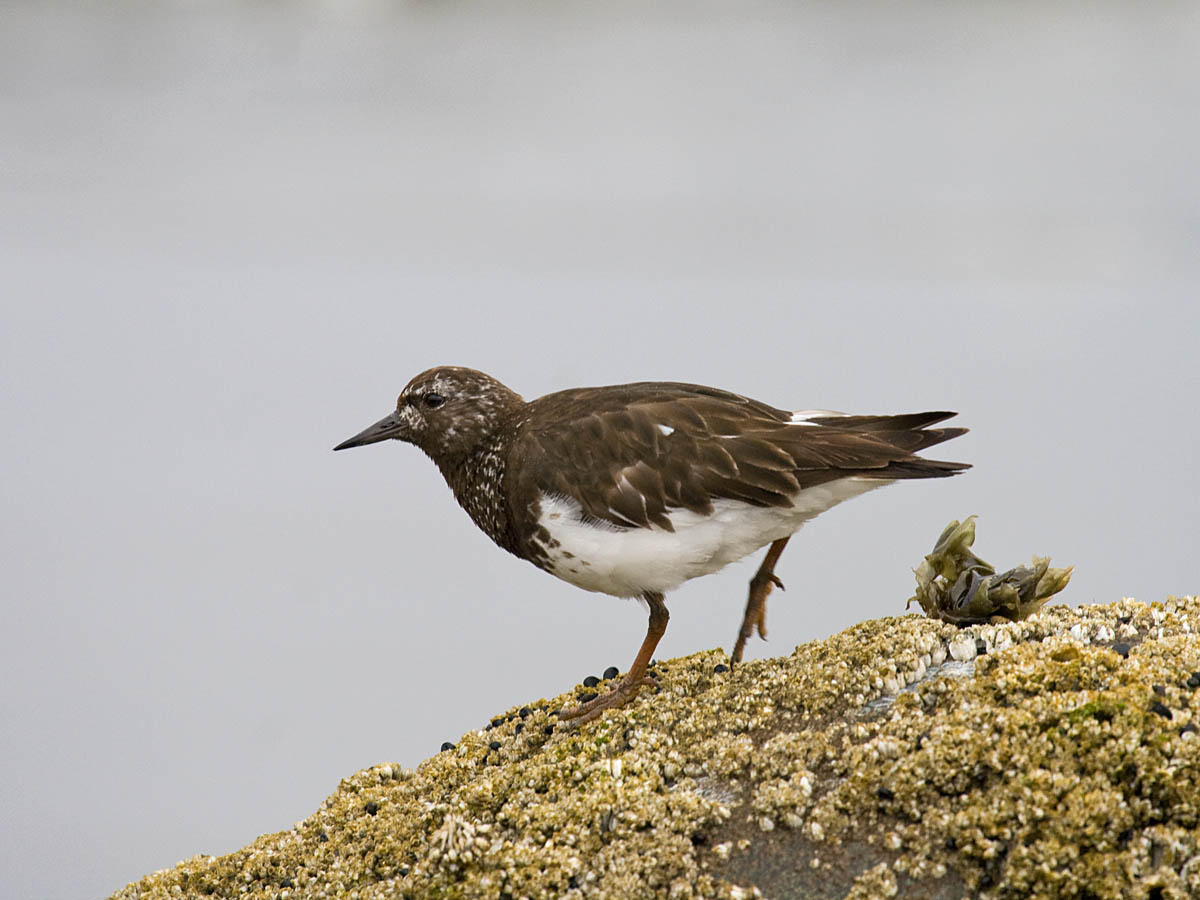 Black Turnstone