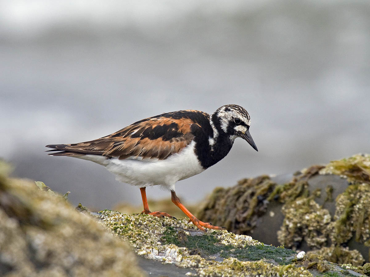 Ruddy Turnstone