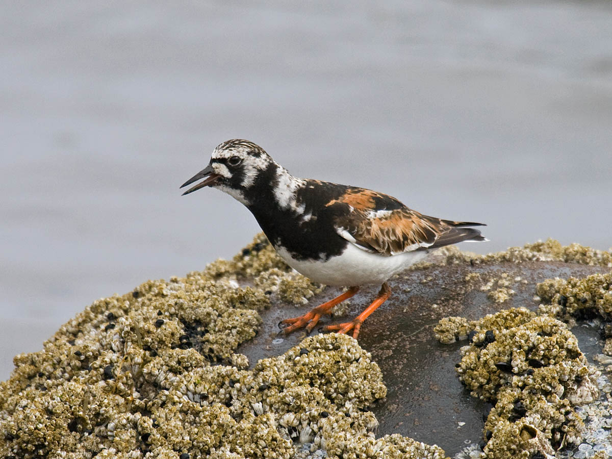 Ruddy Turnstone