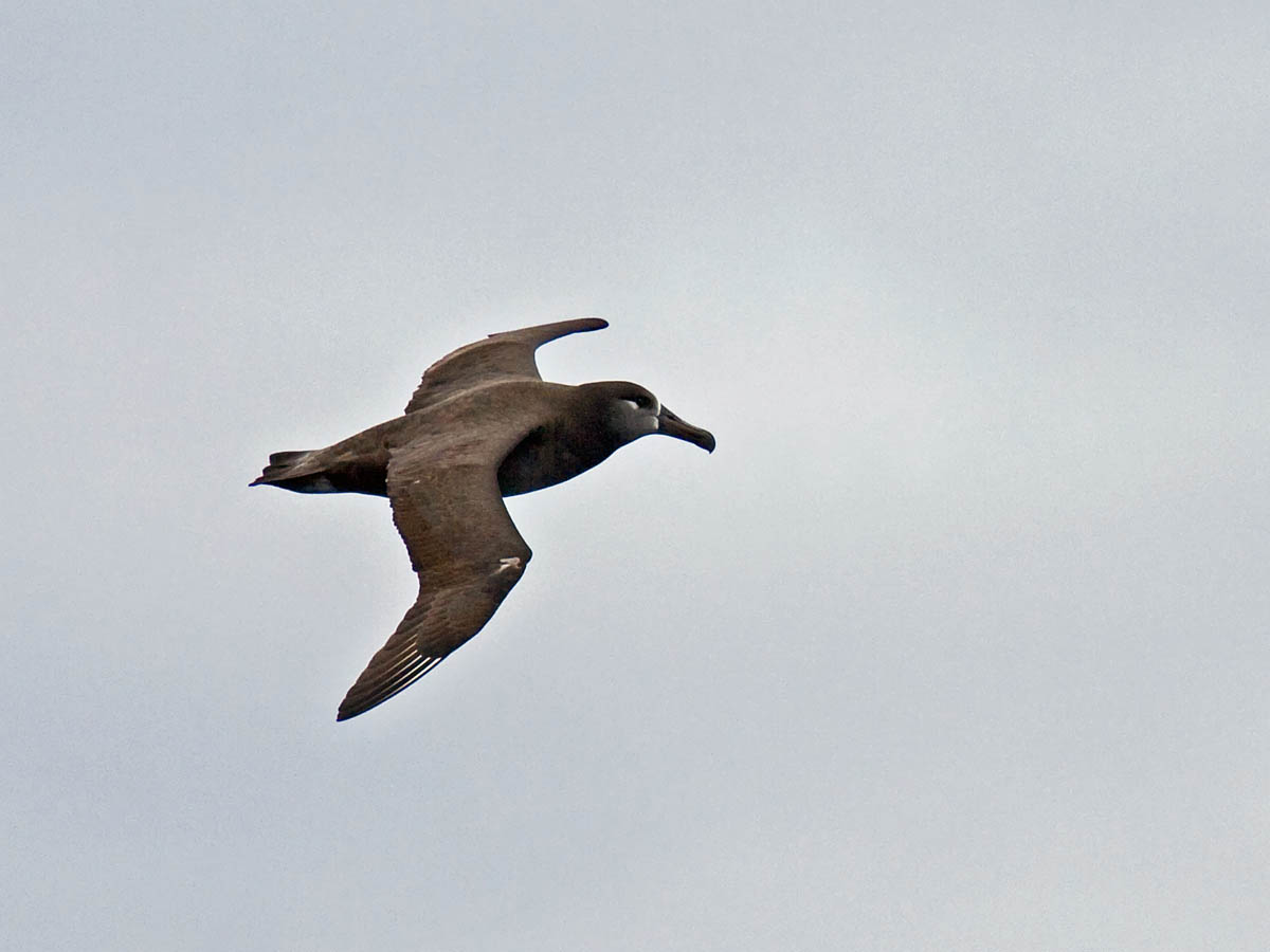 Black-footed Albatross