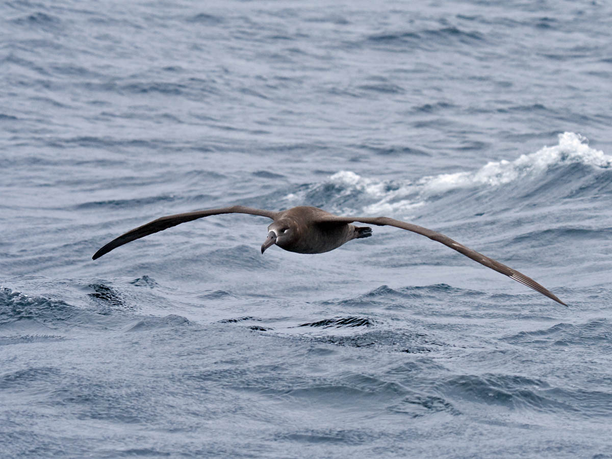 Black-footed Albatross