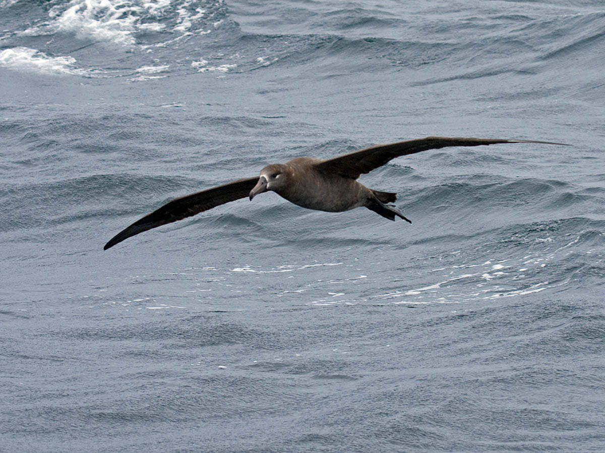 Black-footed Albatross
