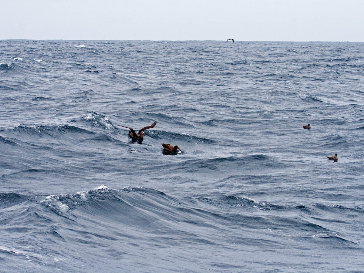 Pelagic trip