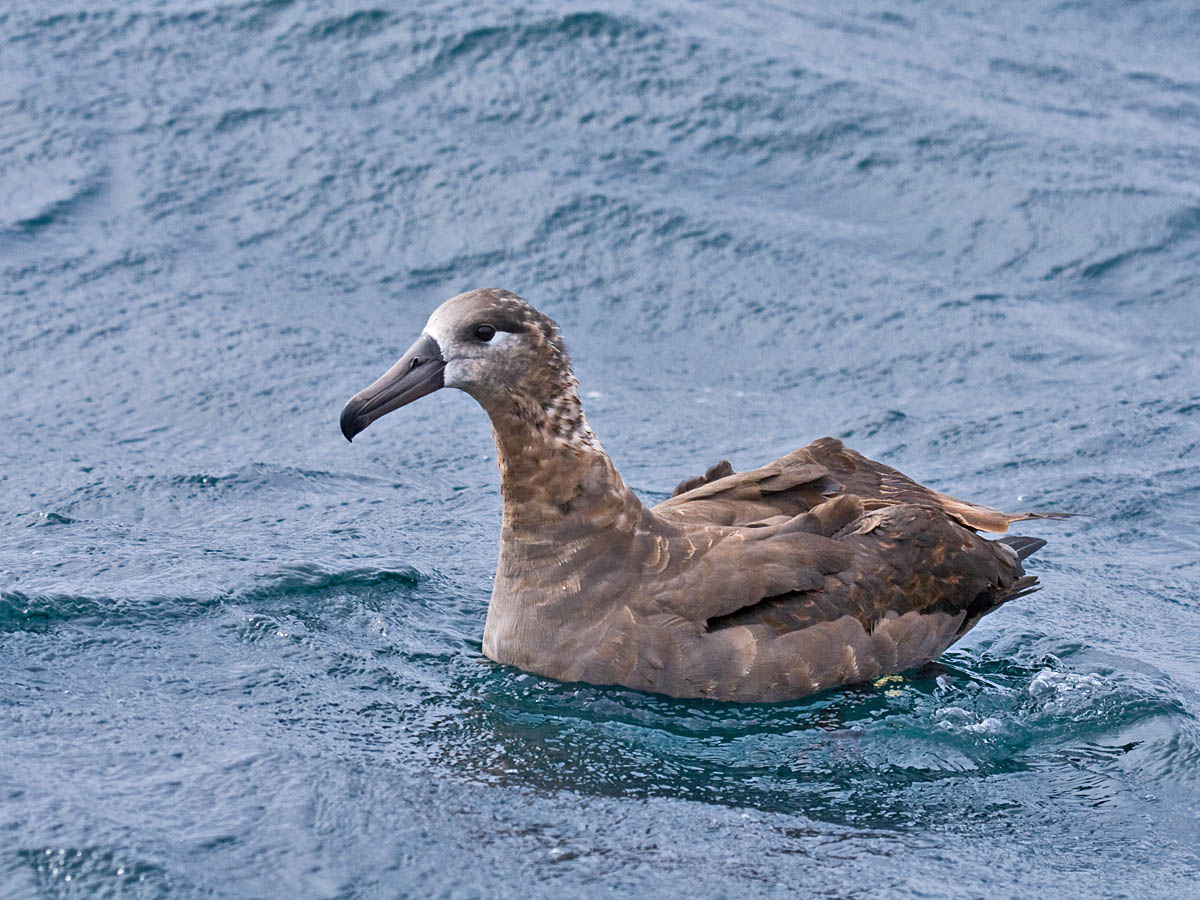 Black-footed Albatross