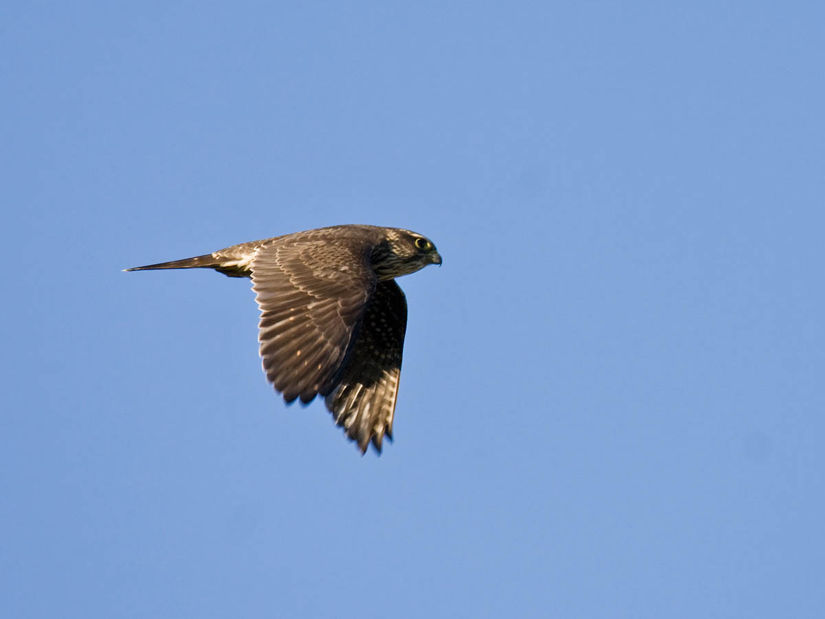 Merlin