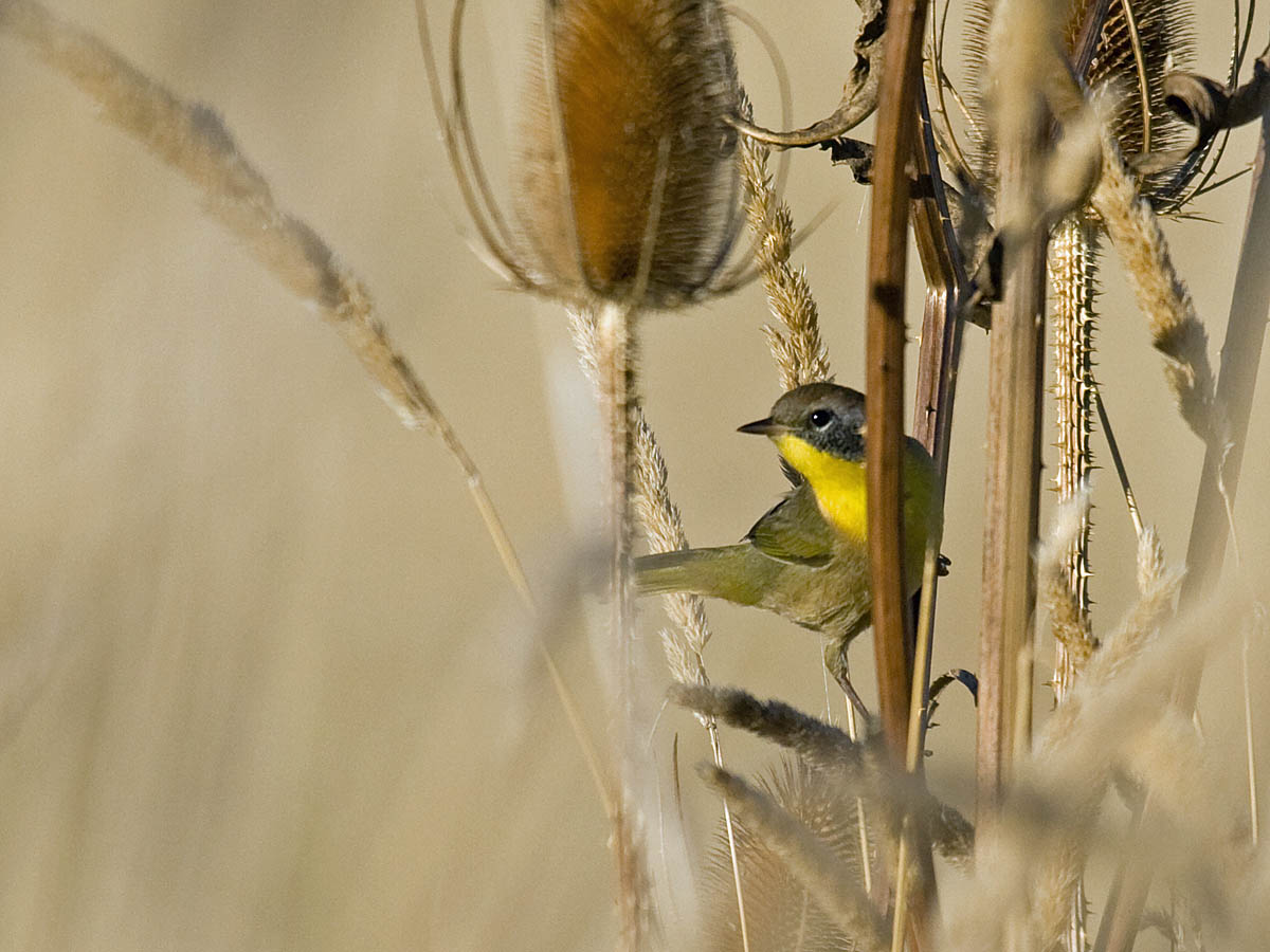 Common Yellowthroat