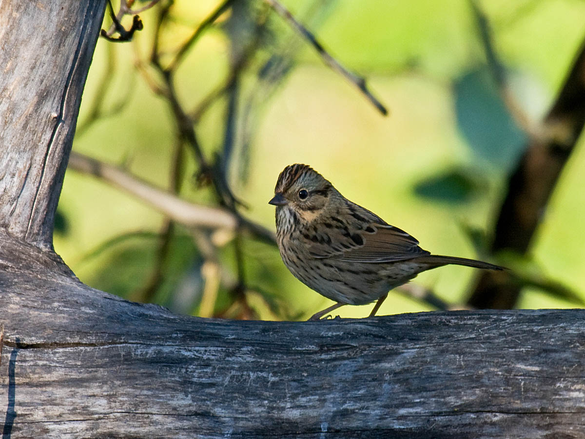 Lincolns Sparrow