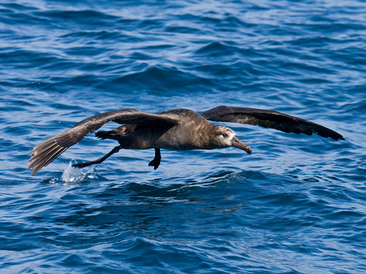 Black-footed Albatross