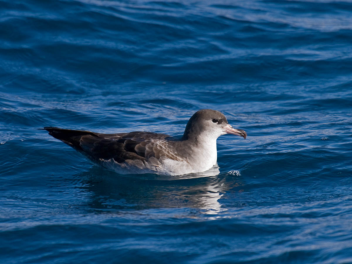 Pink-footed Shearwater
