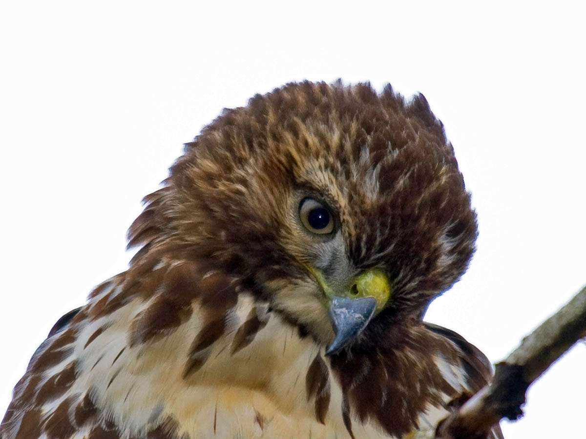 Red-tailed Hawk
