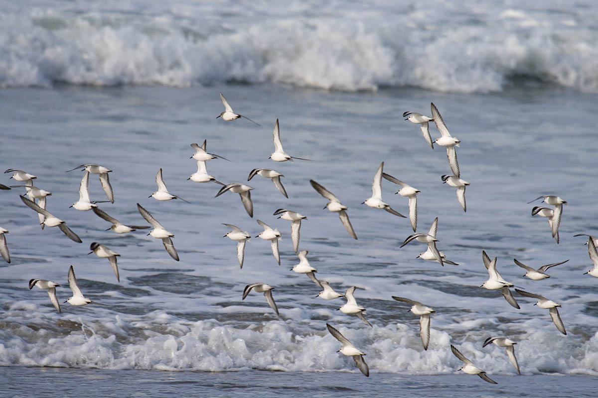 Sanderling