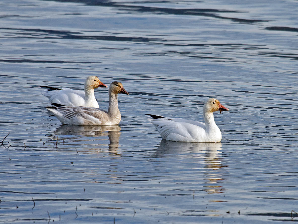 Snow Goose