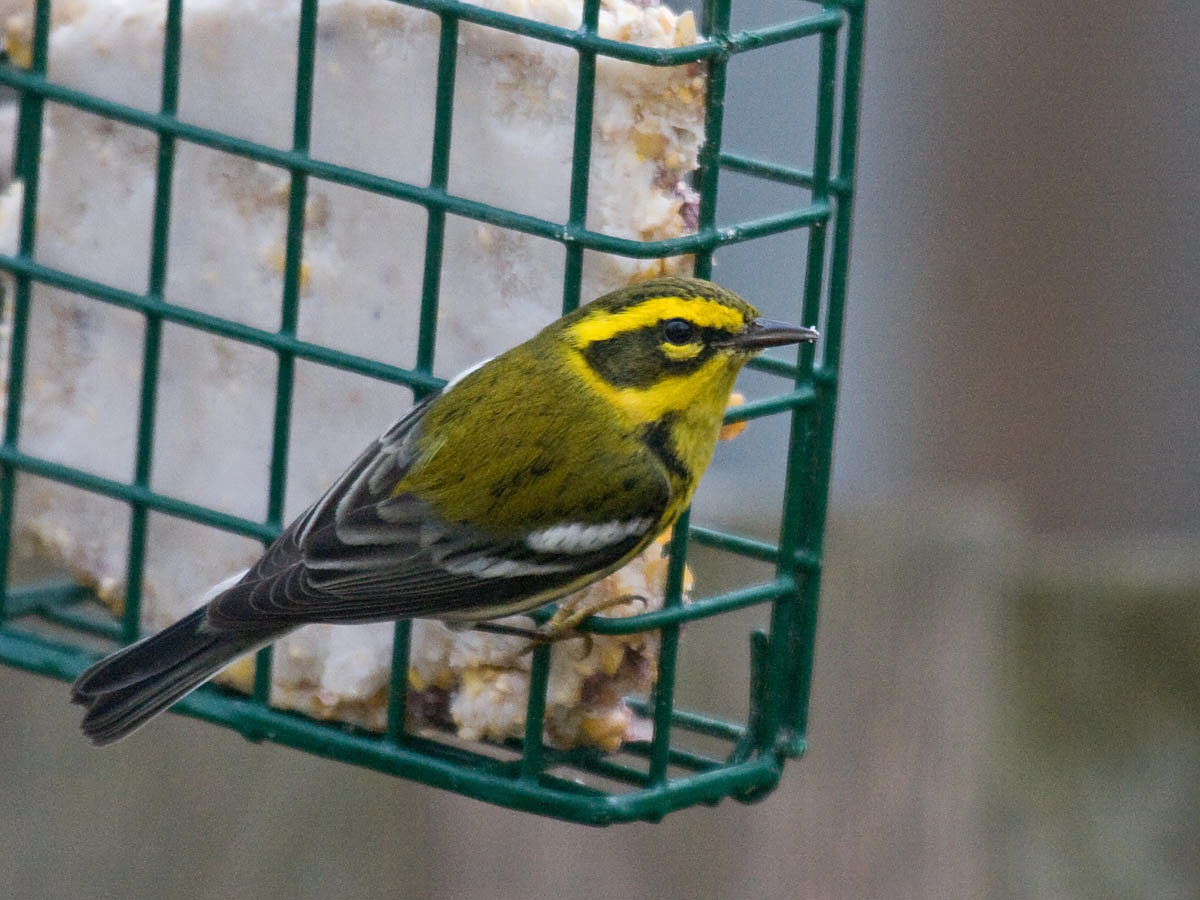 Townsends Warbler