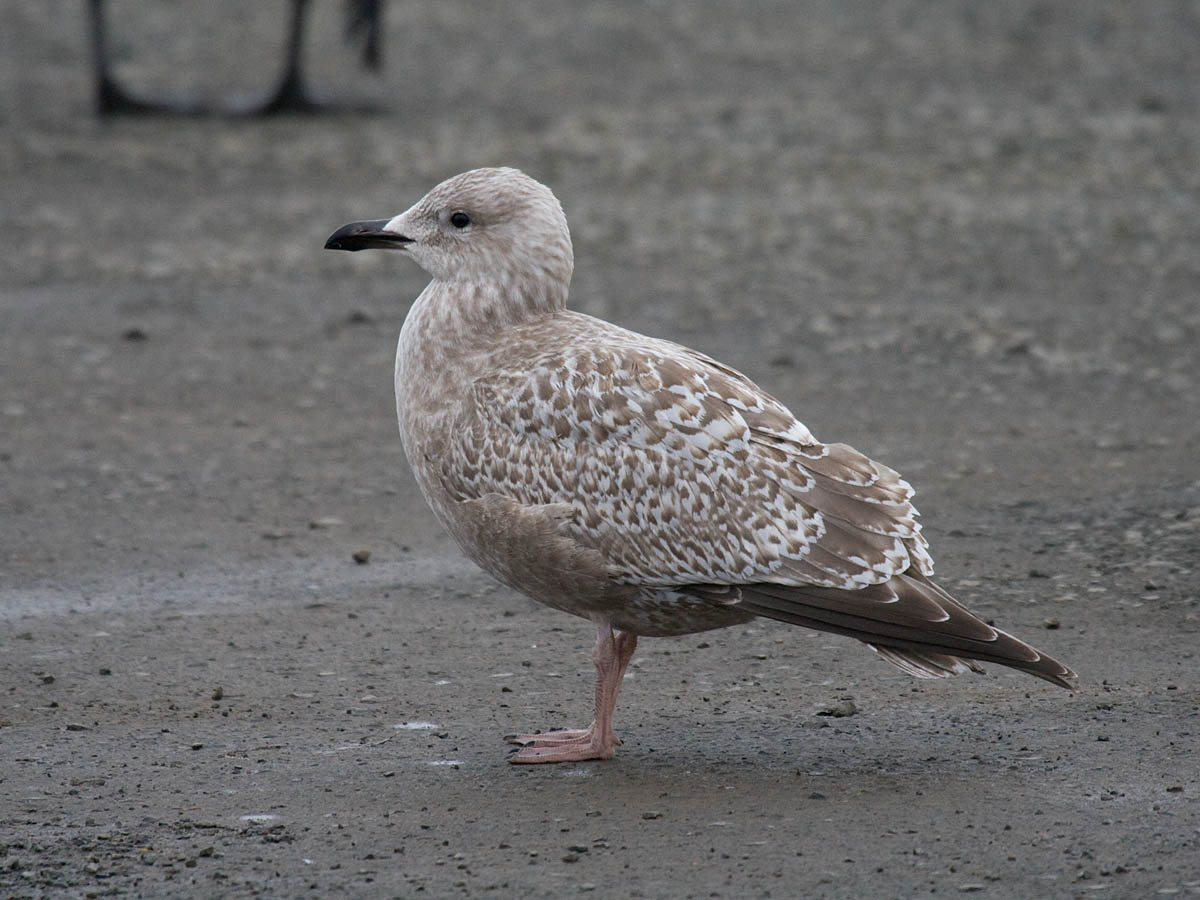 Thayers Gull