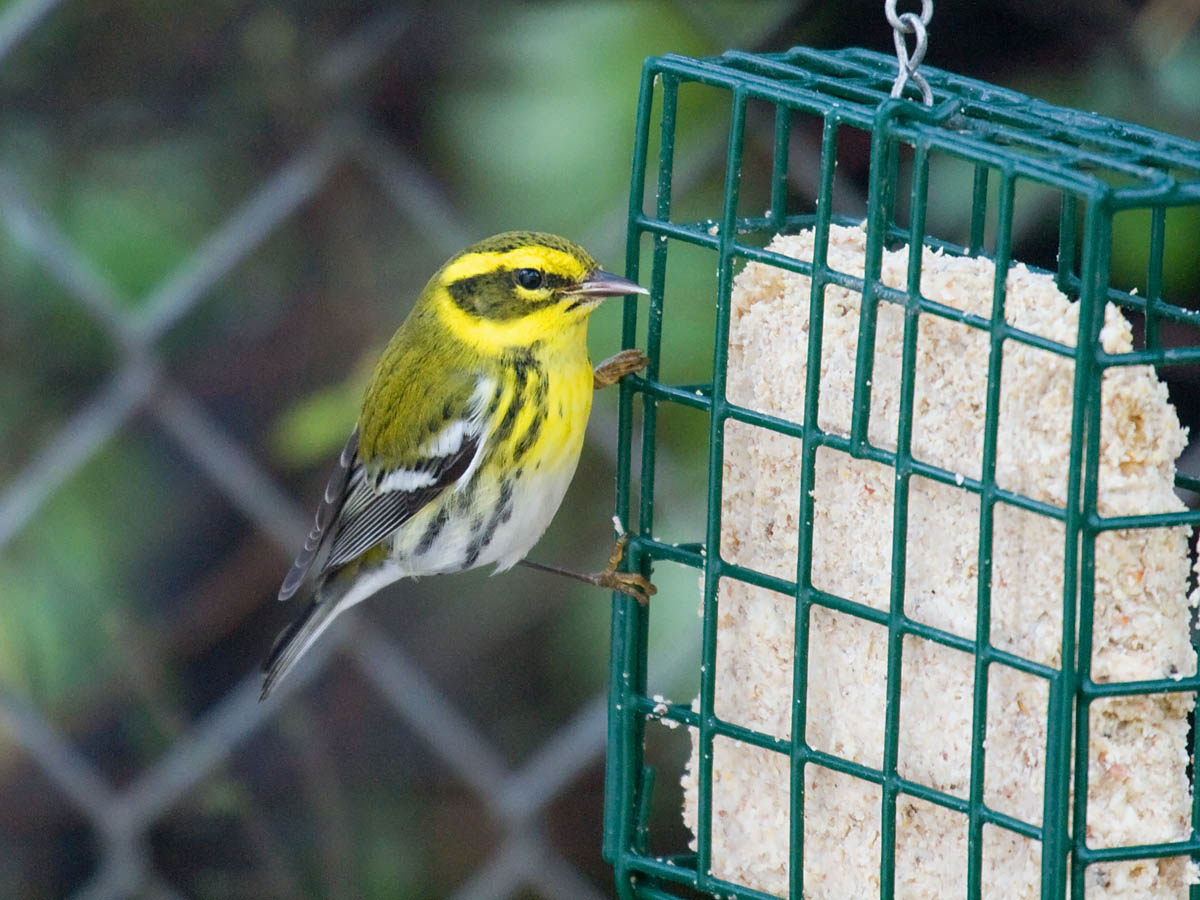 Townsends Warbler
