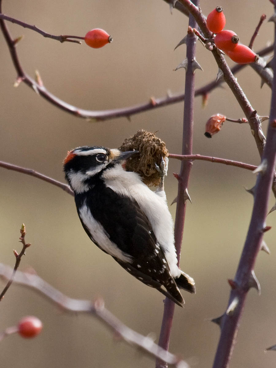 Downy Woodpecker