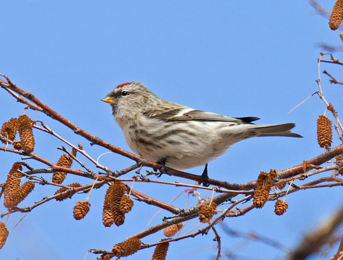 Common Redpoll