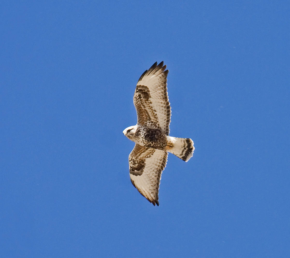 Rough-legged Hawk