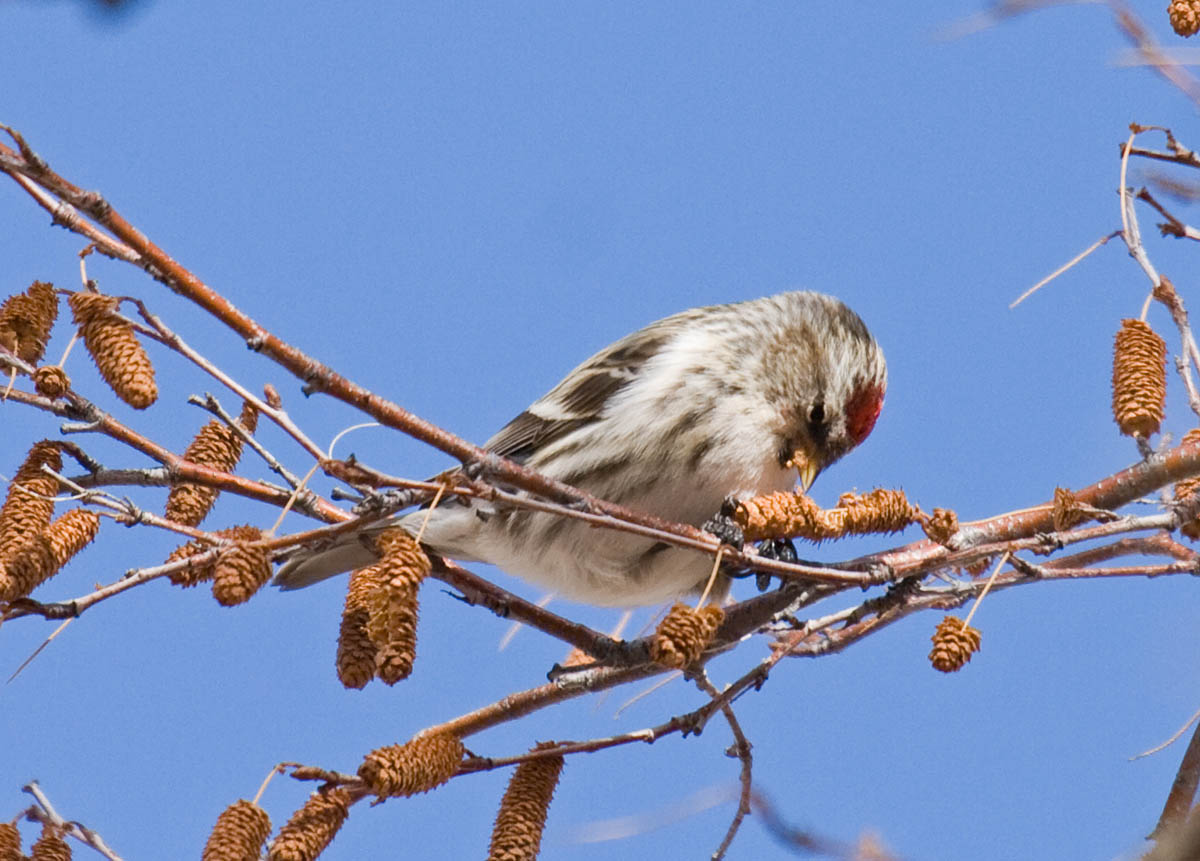 Common Redpoll
