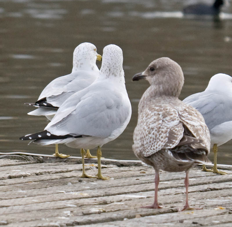 Thayers Gull