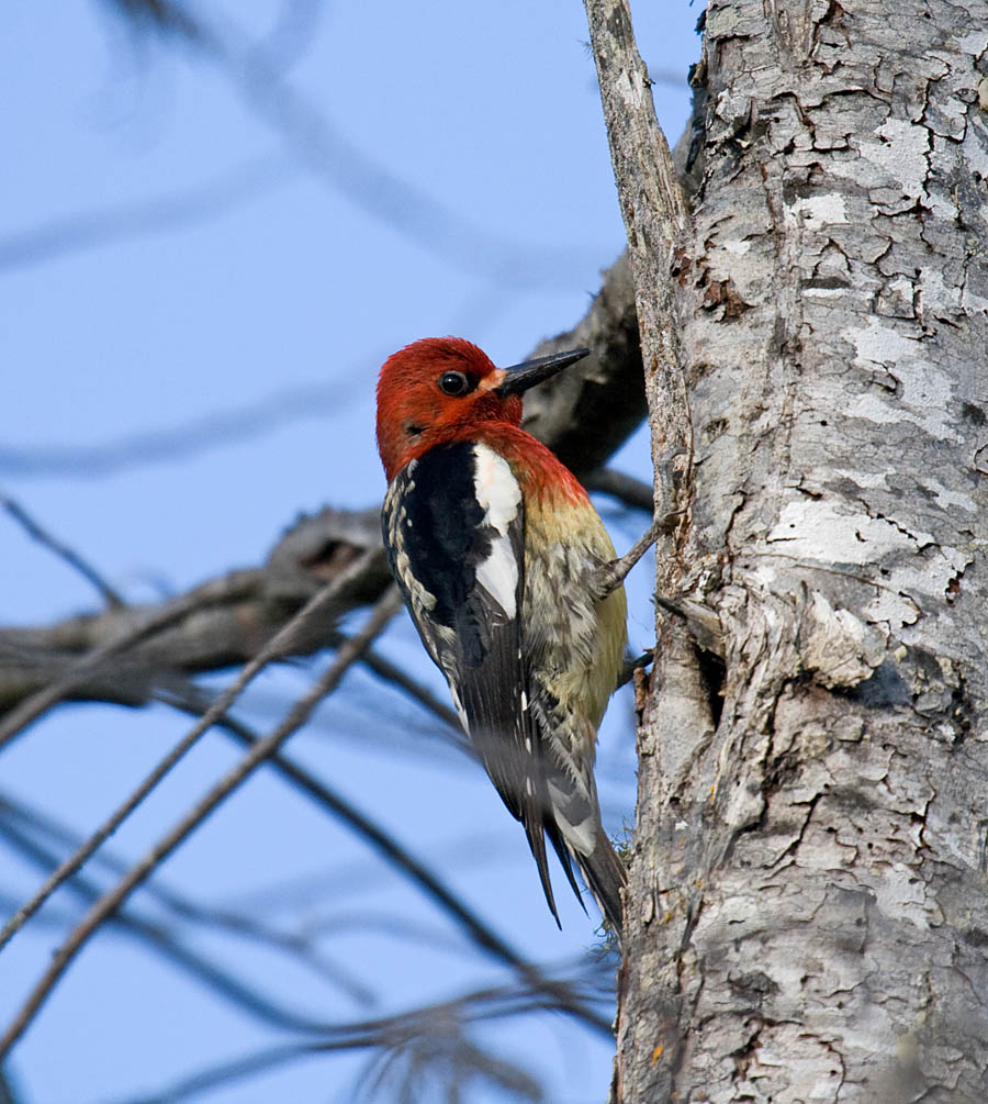 Red-breasted Sapsucker