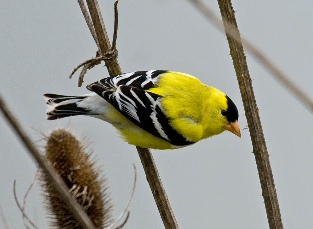 American Goldfinch