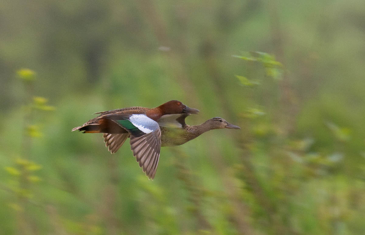 Cinnamon Teal