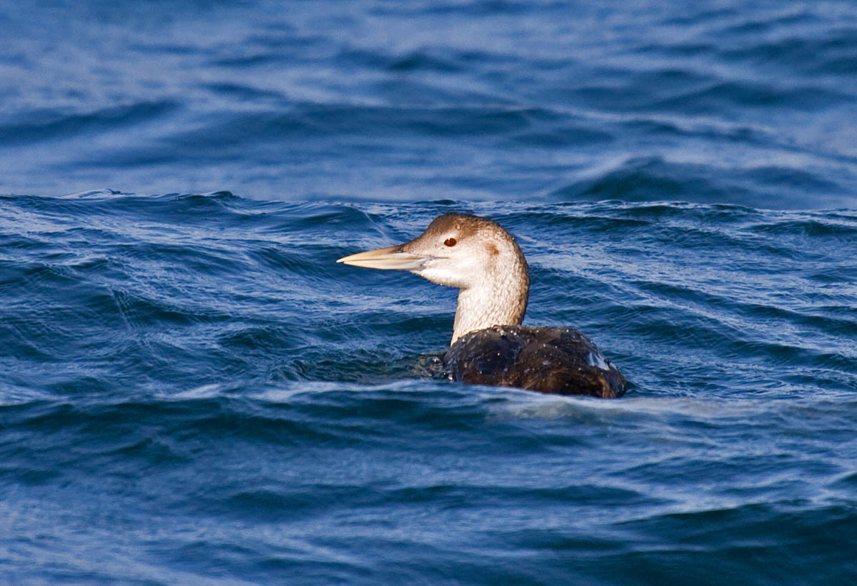Yellow-billed Loon