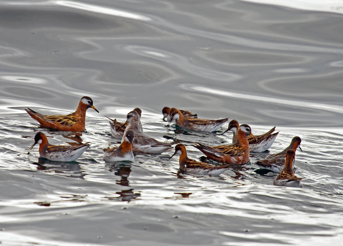 Red and Red-necked Phalaropes