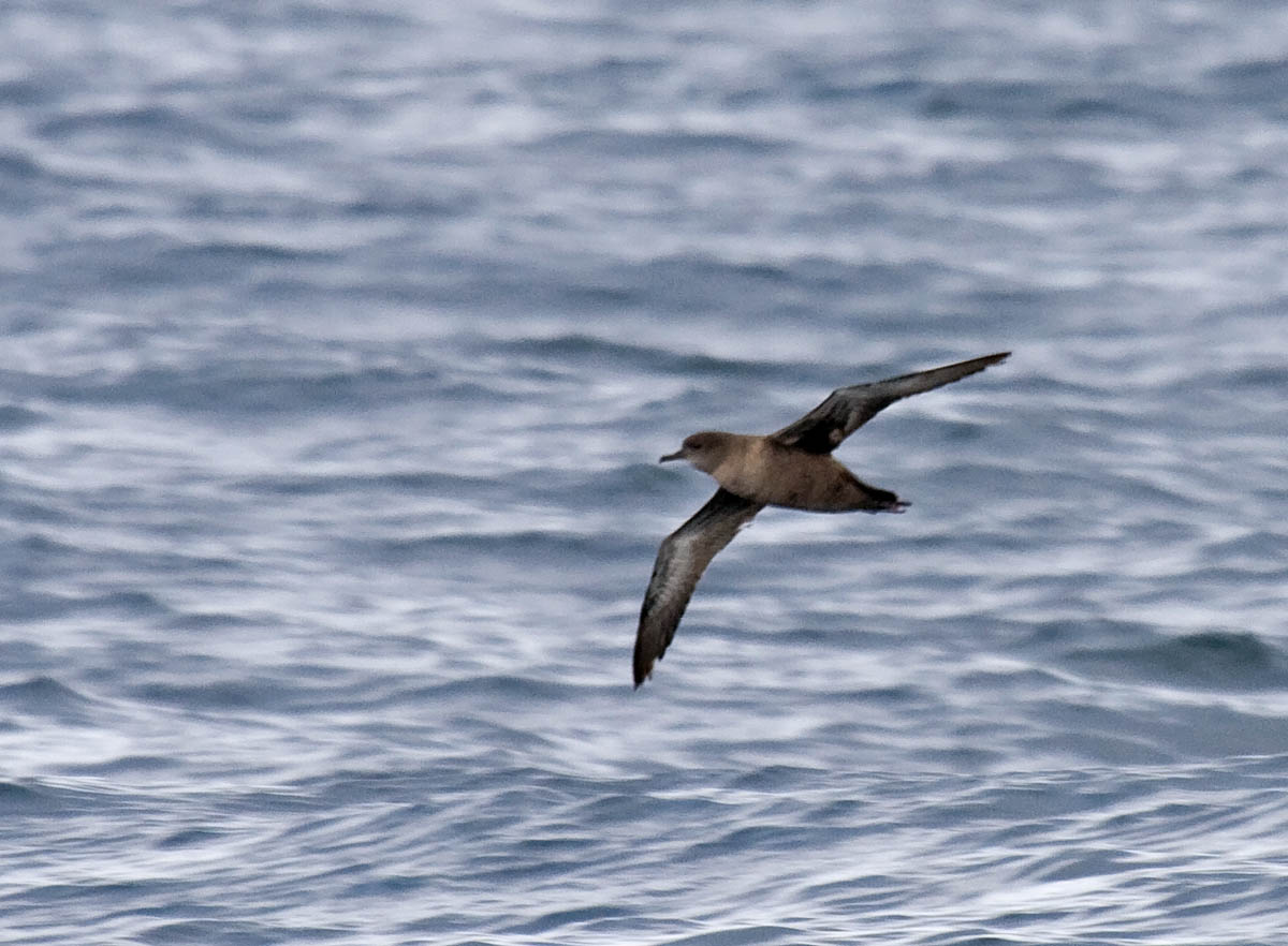 Sooty Shearwater