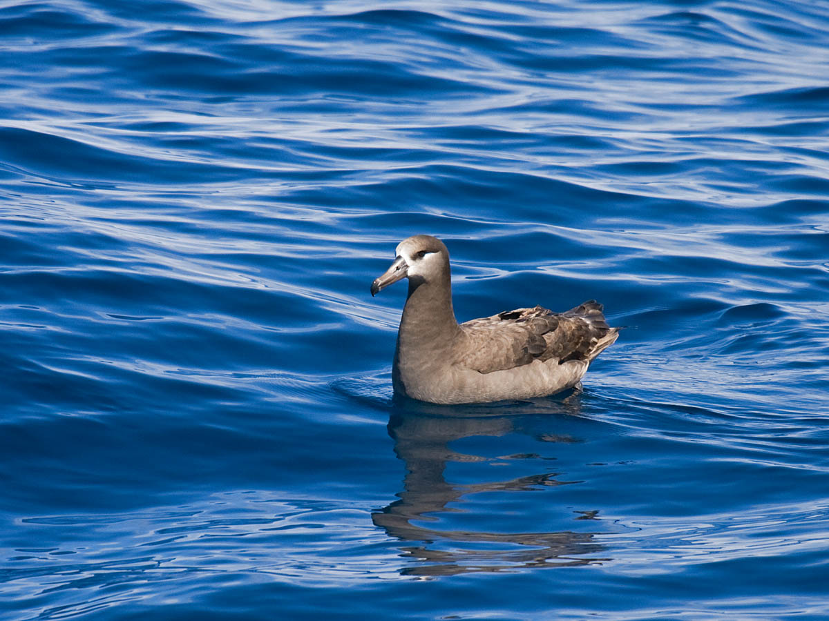 Black-footed Albatross